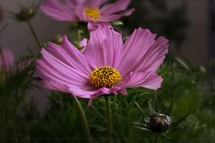 Cosmea.....