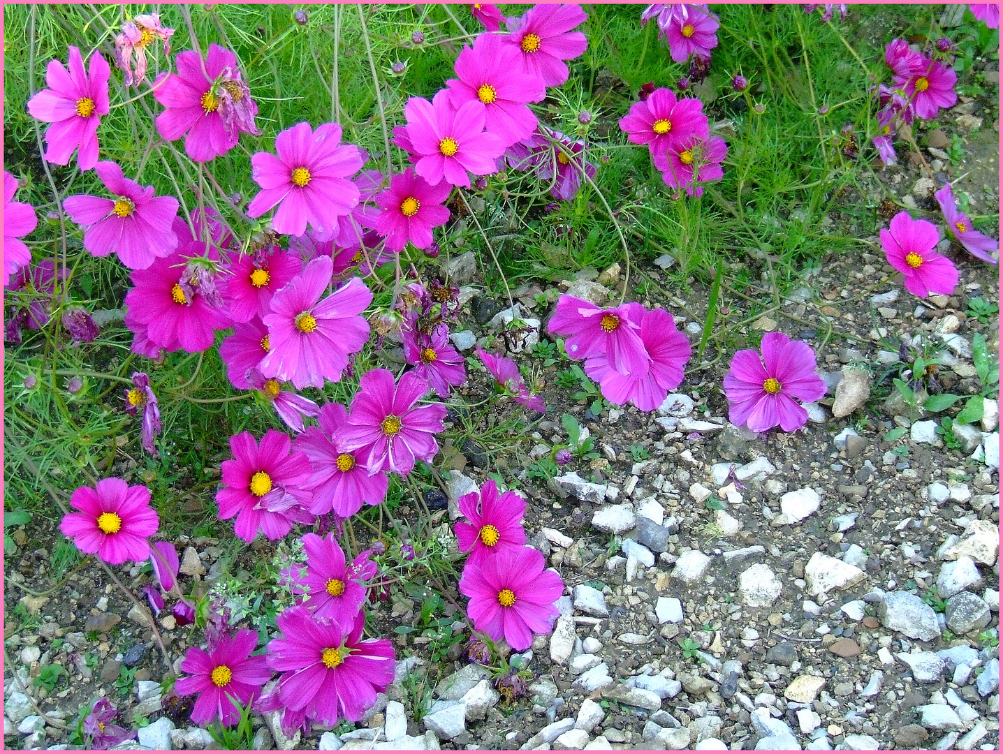 Cosmea