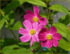 Cosmea