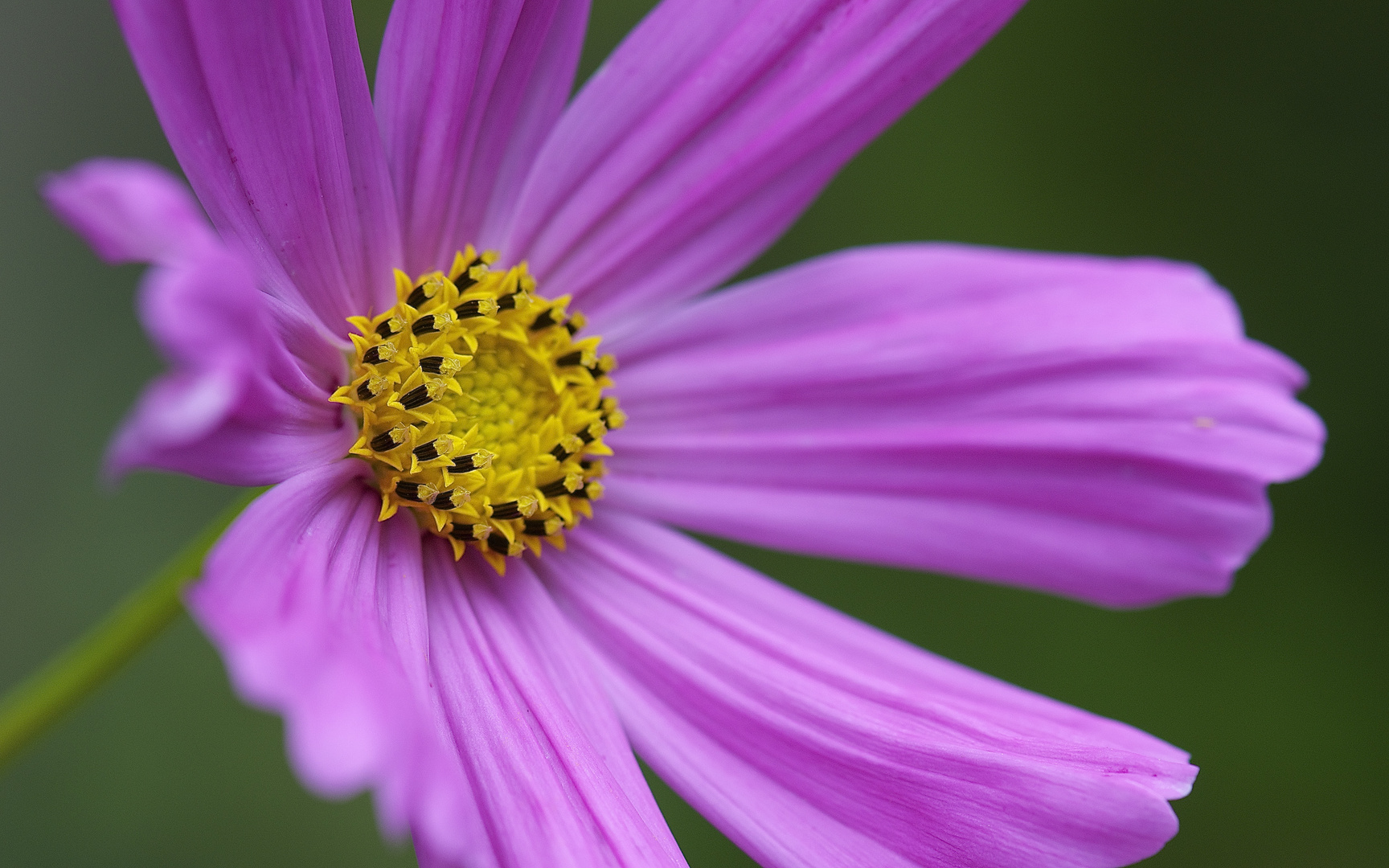 Cosmea