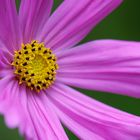 Cosmea