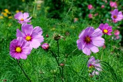 Cosmea