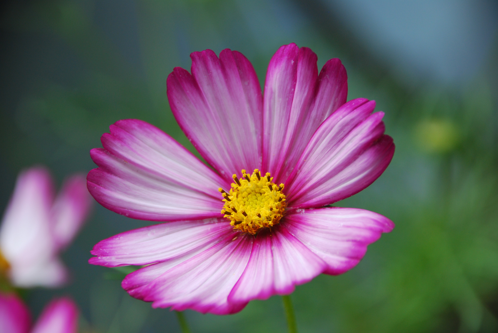 Cosmea