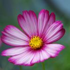 Cosmea