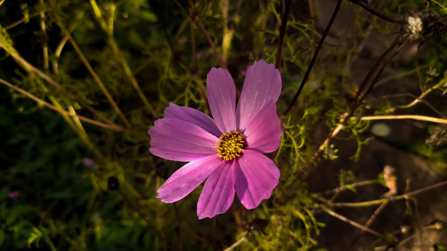 Cosmea