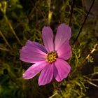 Cosmea