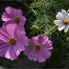 Cosmea