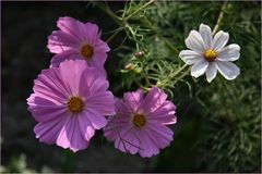 Cosmea