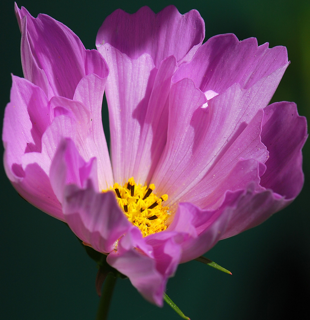 Cosmea