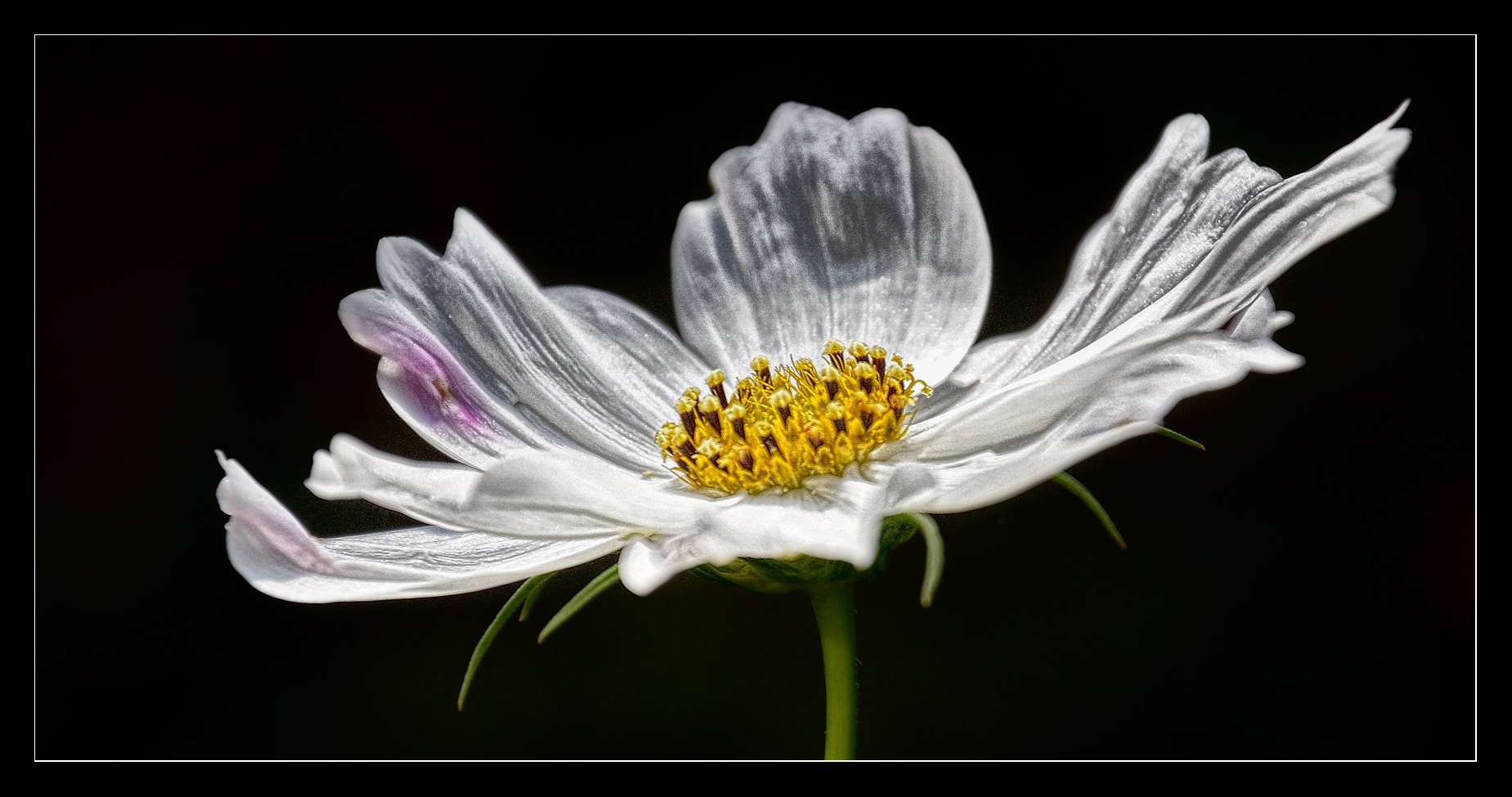 " Cosmea "