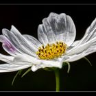 " Cosmea "