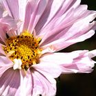 Cosmea