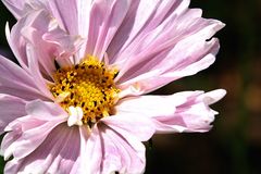 Cosmea