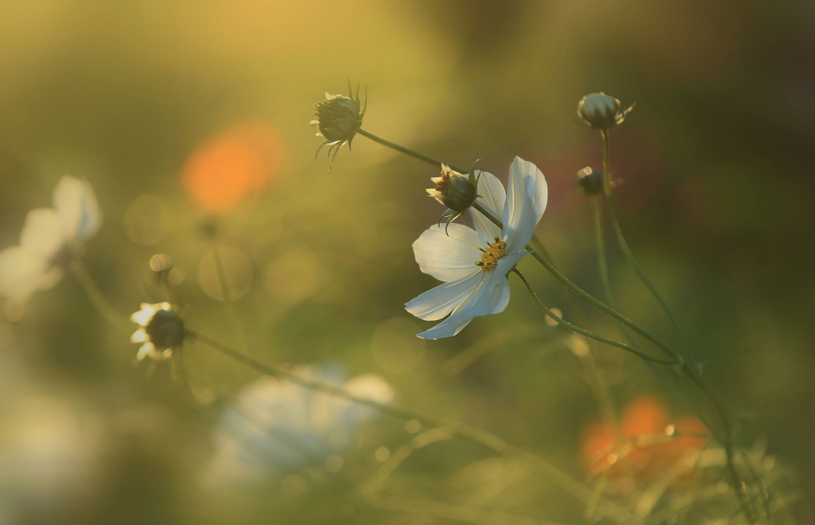 Cosmea