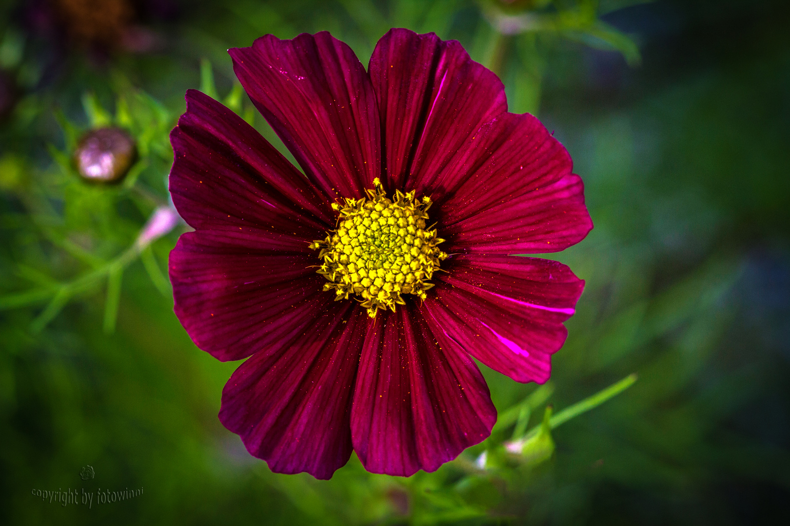 Cosmea