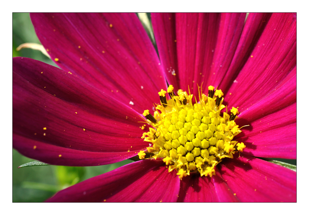 Cosmea 2