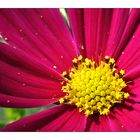 Cosmea 2