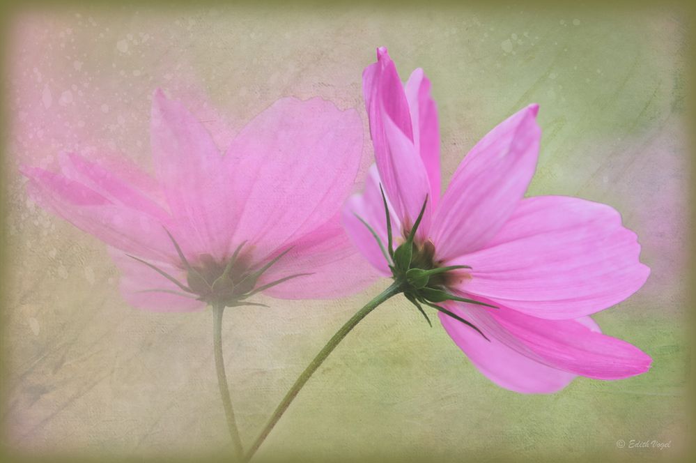 Cosmea..-2-