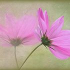 Cosmea..-2-