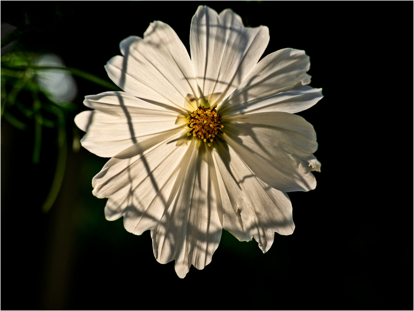 Cosmea, 2