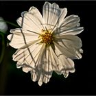 Cosmea, 2