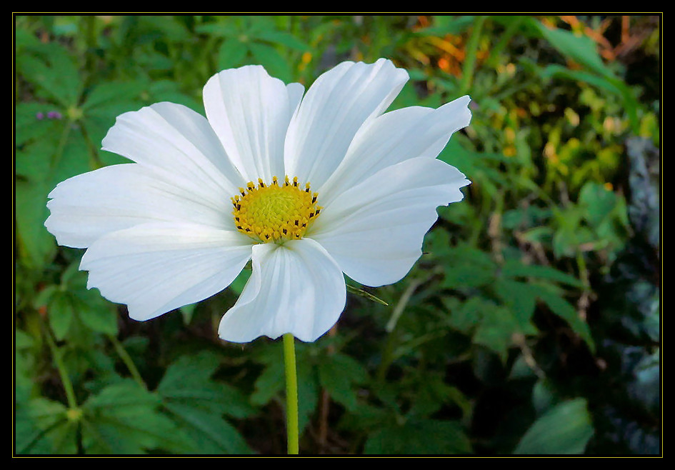 cosmea 2