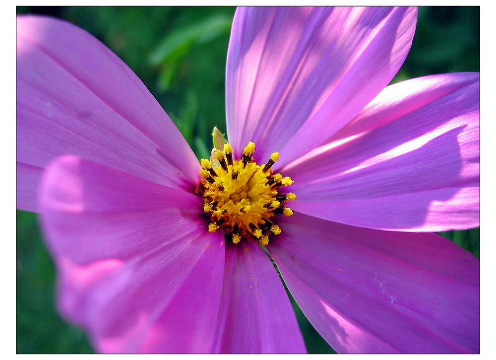 Cosmea | 2