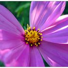 Cosmea | 2