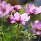 Cosmea 2