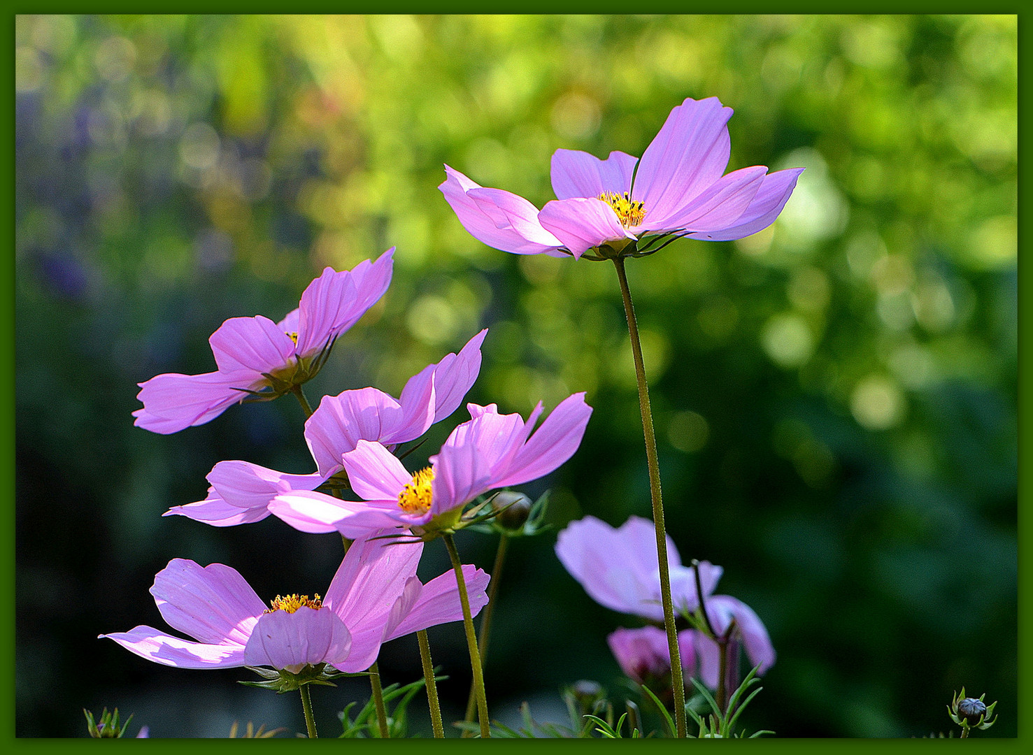 ... - Cosmea -...  2