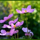 ... - Cosmea -...  2