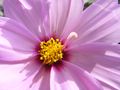 Cosmea 2 von JWG-Photography