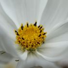 Cosmea