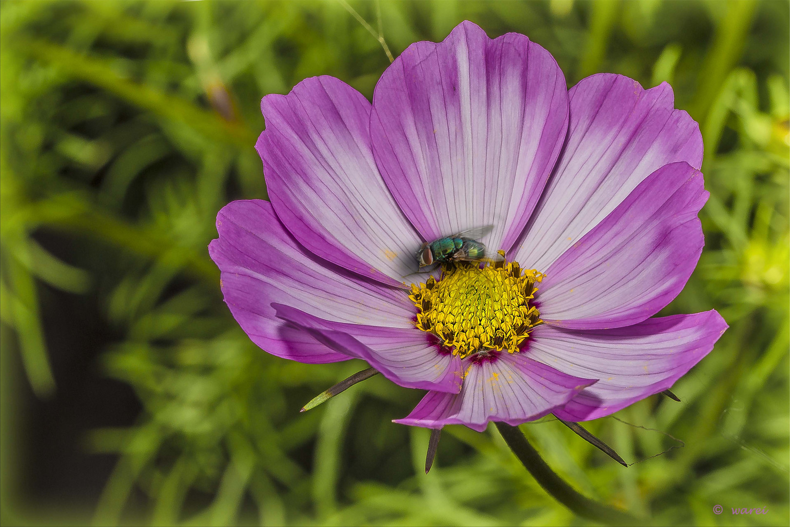 Cosmea ...