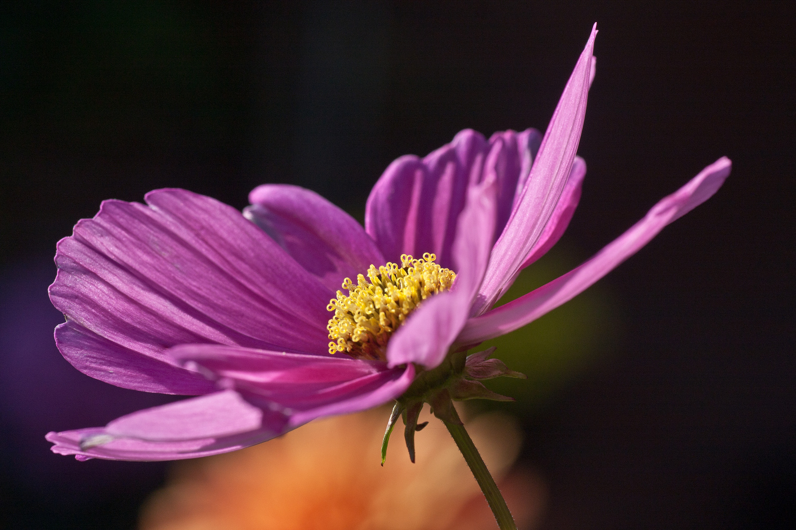 Cosmea -