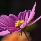 Cosmea -