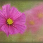 Cosmea ..