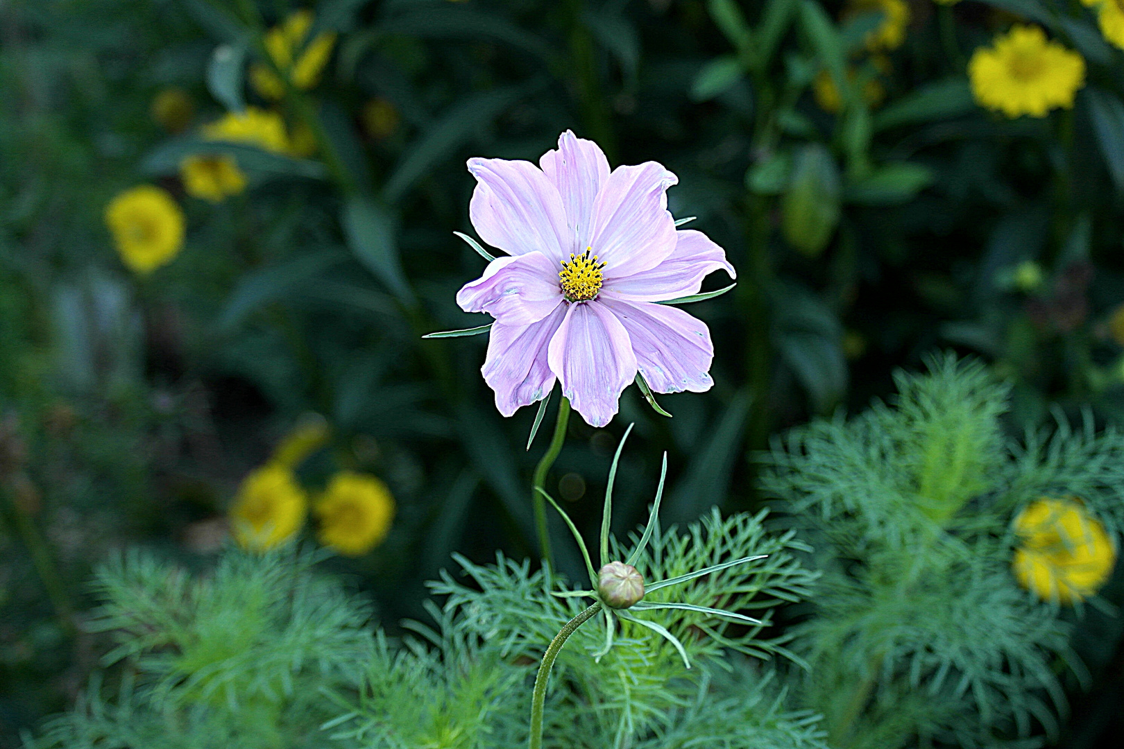 Cosmea