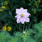 Cosmea