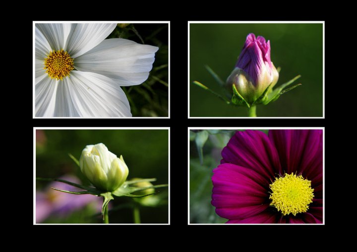 ***cOsMeA.....