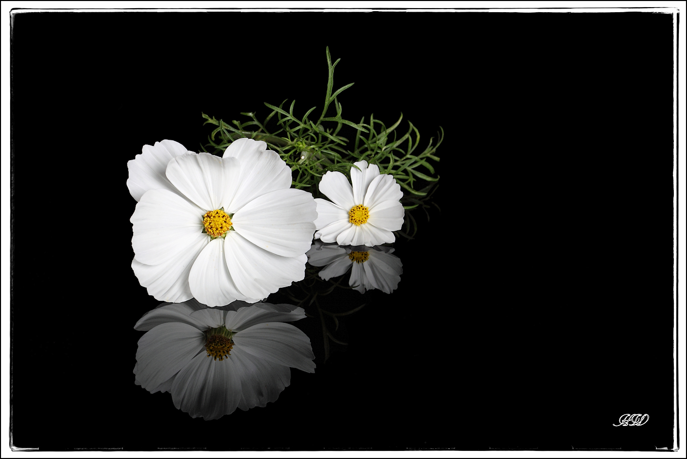 Cosmea