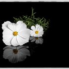 Cosmea