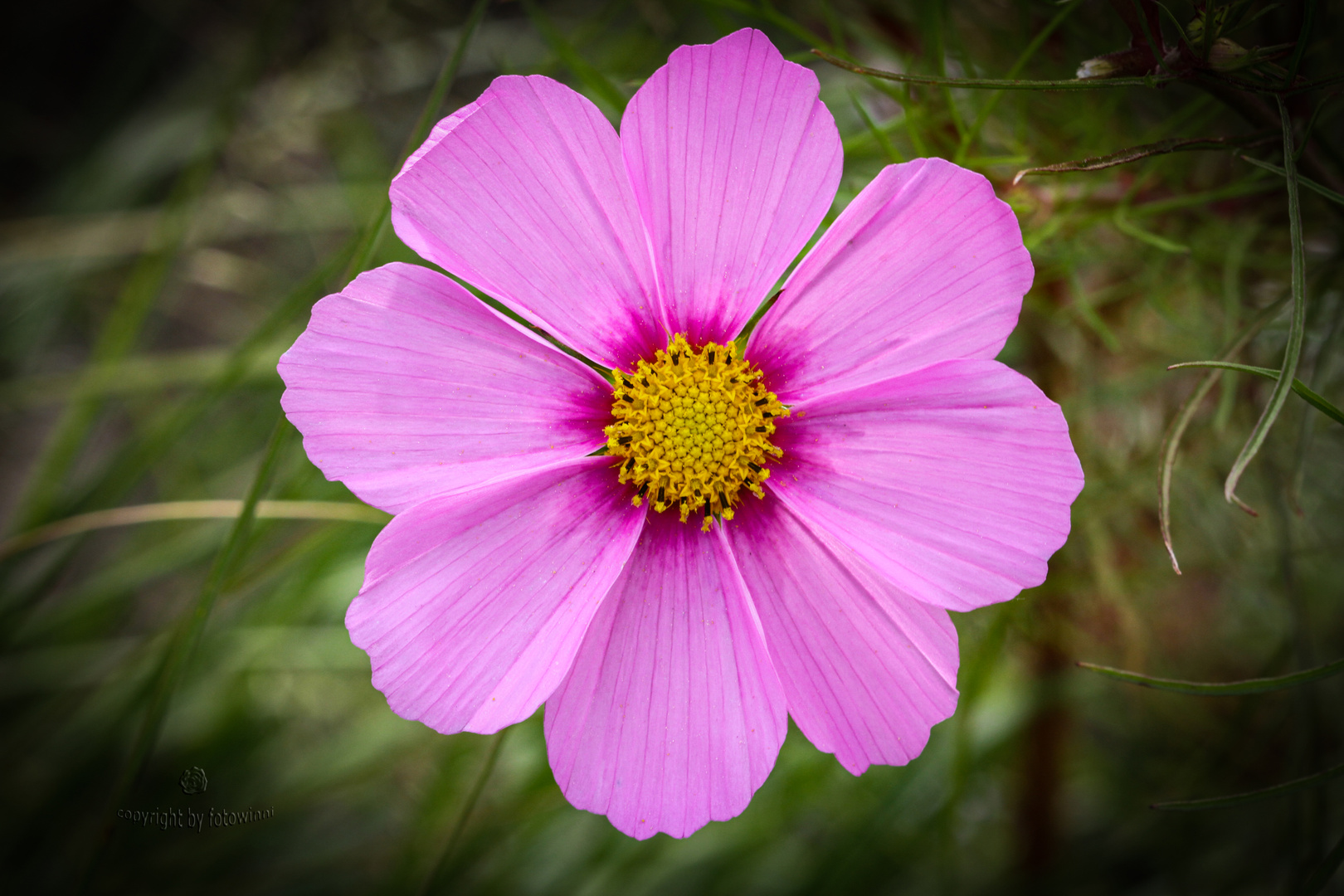 Cosmea