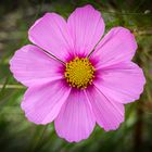 Cosmea