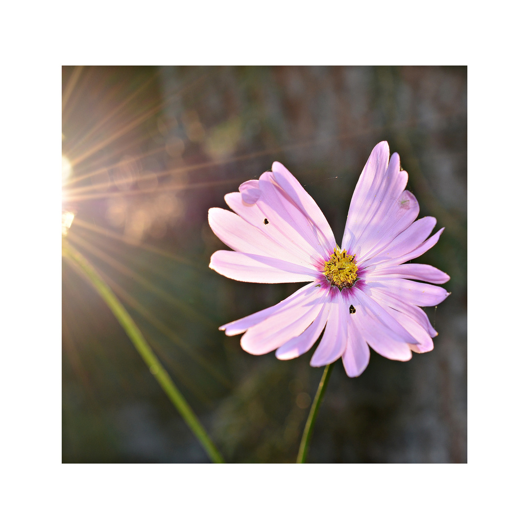 Cosmea ...