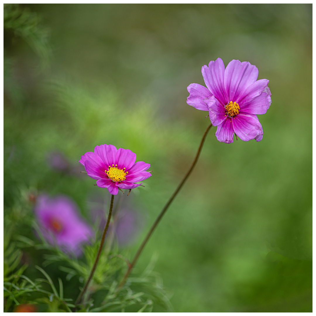 Cosmea