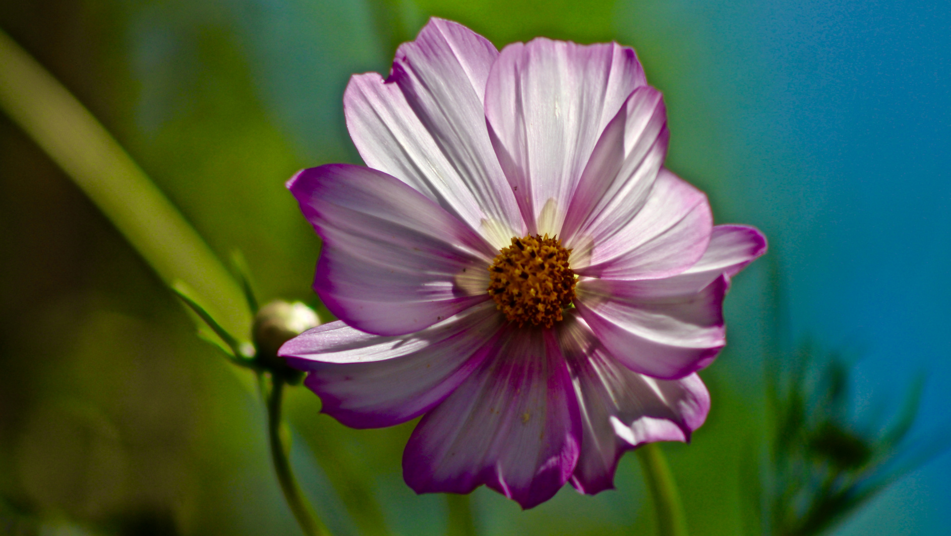 ... Cosmea !!!...