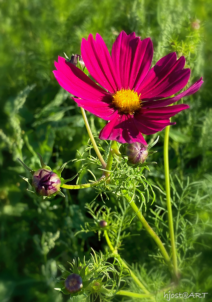 Cosmea …