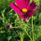 Cosmea …