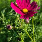 Cosmea …